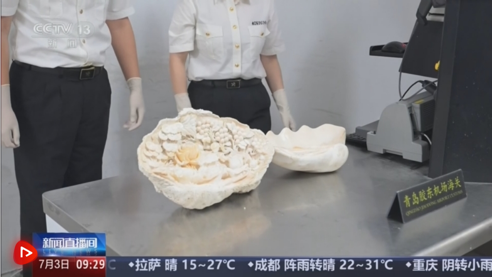 旅客违规携带砗磲制品出境被拦截