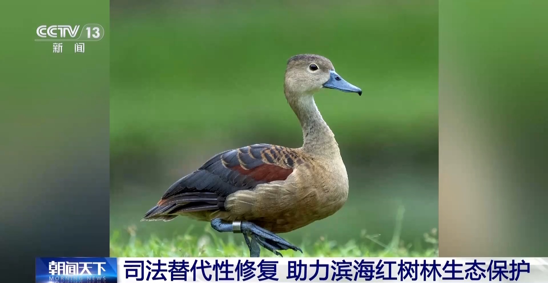 “破坏者”变“守护者” 司法替代性修复助力红树林生态保护