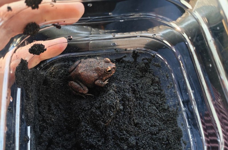 严防外来生物入侵 大理石沙蛙在中国口岸截获