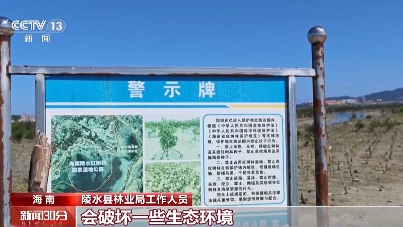 地笼泛滥 红树林保护区竟成赶海“乐园”!记者调查