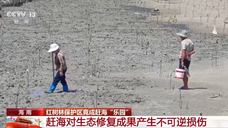 地笼泛滥 红树林保护区竟成赶海“乐园”!记者调查