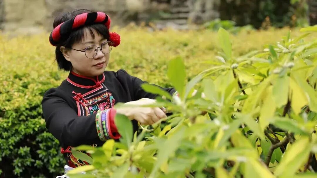 钟少榕:畲乡“阿榕”的履职答卷