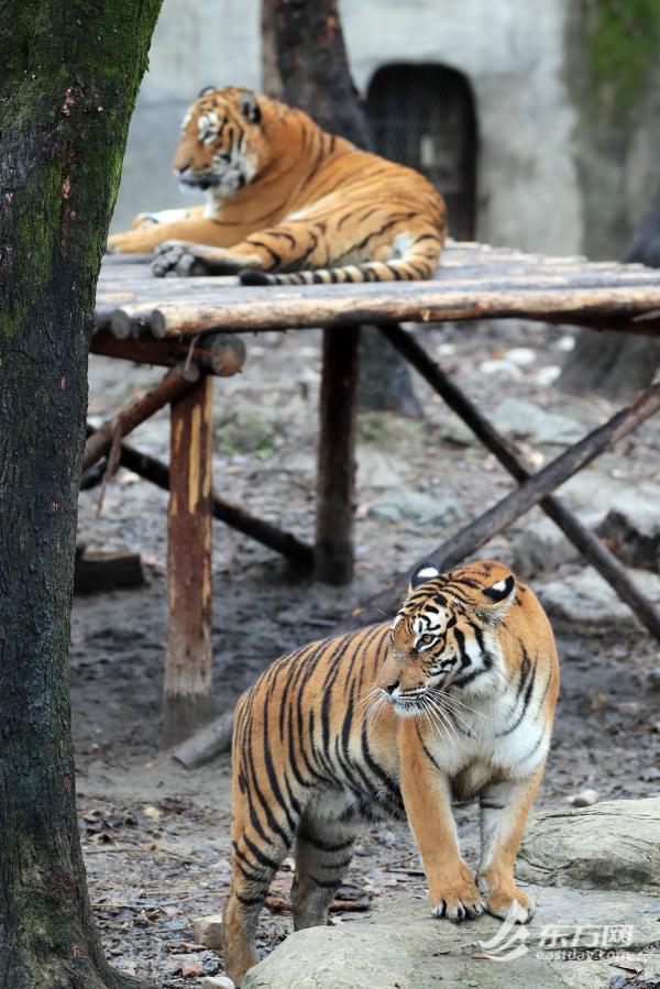 據悉,節前,上海動物園已經推出《虎年談