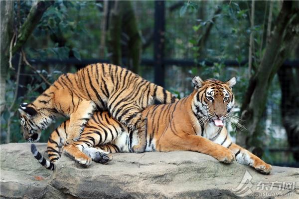 看又萌又猛的小腦斧相約上海動物園虎年觀虎過大年