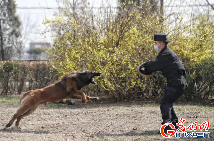 对待警犬像对孩子一样细心