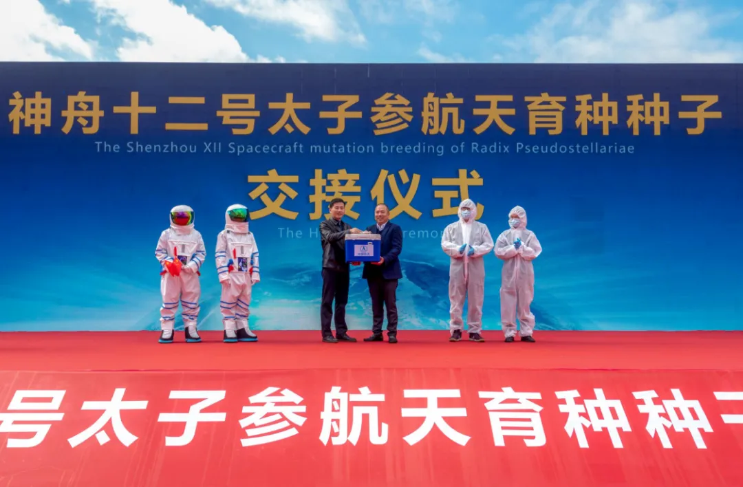 遨游太空的38000粒太子参种子何以安家