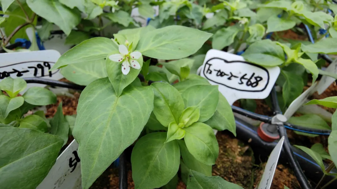 遨游太空的38000粒太子参种子何以安家