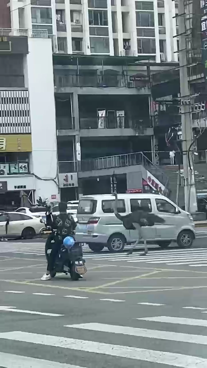 成都街头鸵鸟“闲逛” 当地回应：系餐馆养殖 已抓回