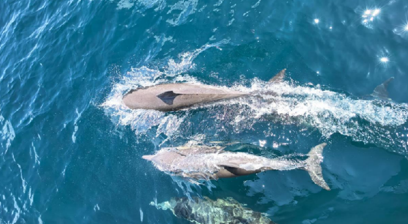“蓝盾”守望处 碧海生息时