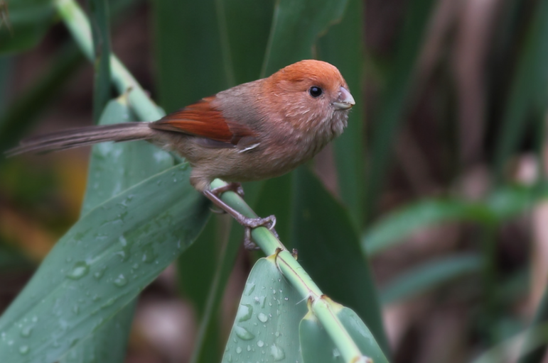 猎捕 “三有” 保护动物牟利?山东省临沂市兰山区人民法院:刑民追责 + 生态修复!